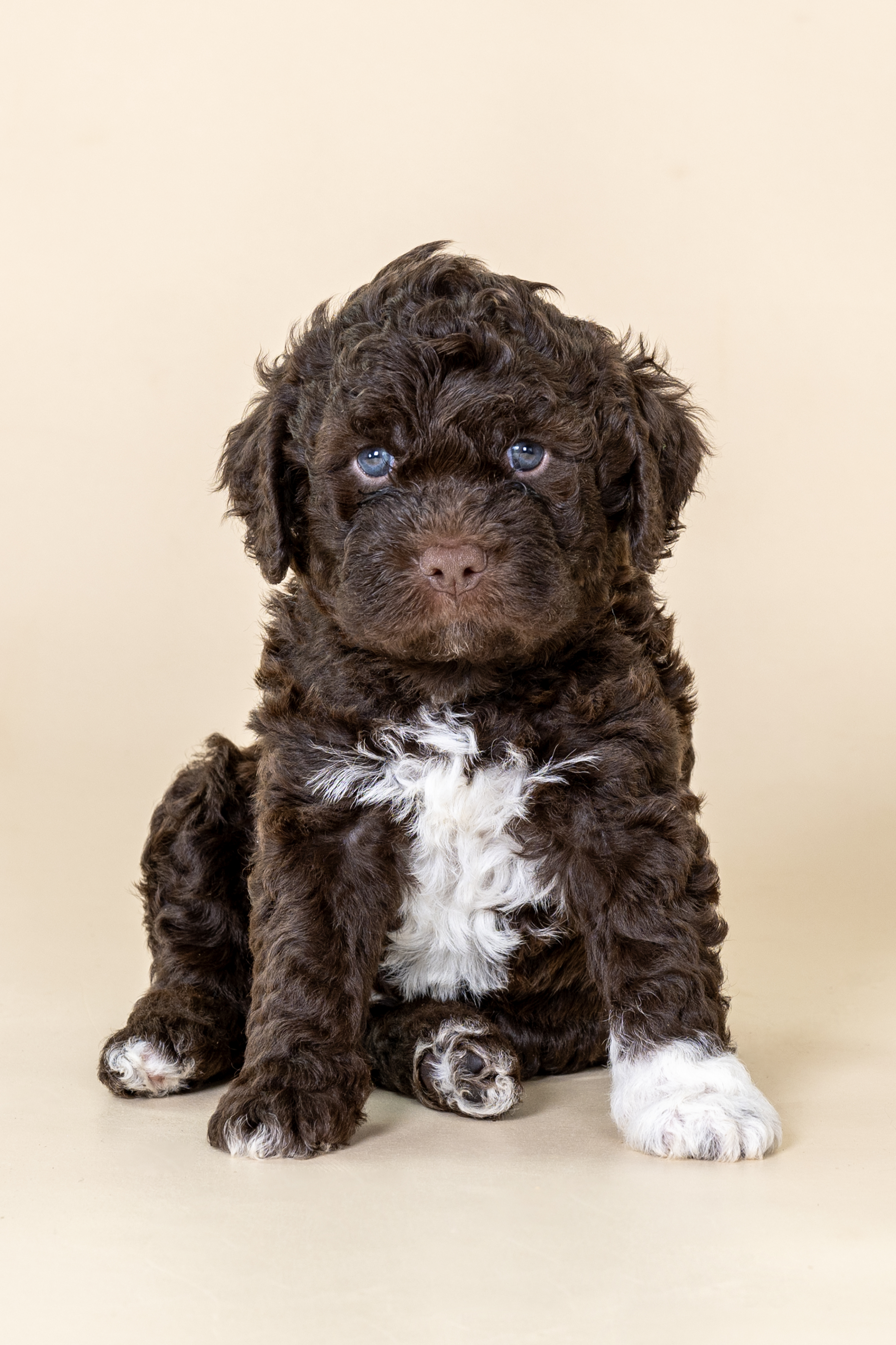 Lagotto Romagnolo puppy