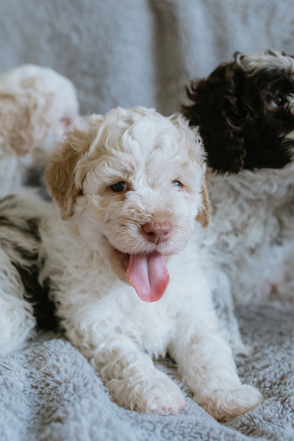 The Italian Desiger Lagotto Romagnolo puppies
