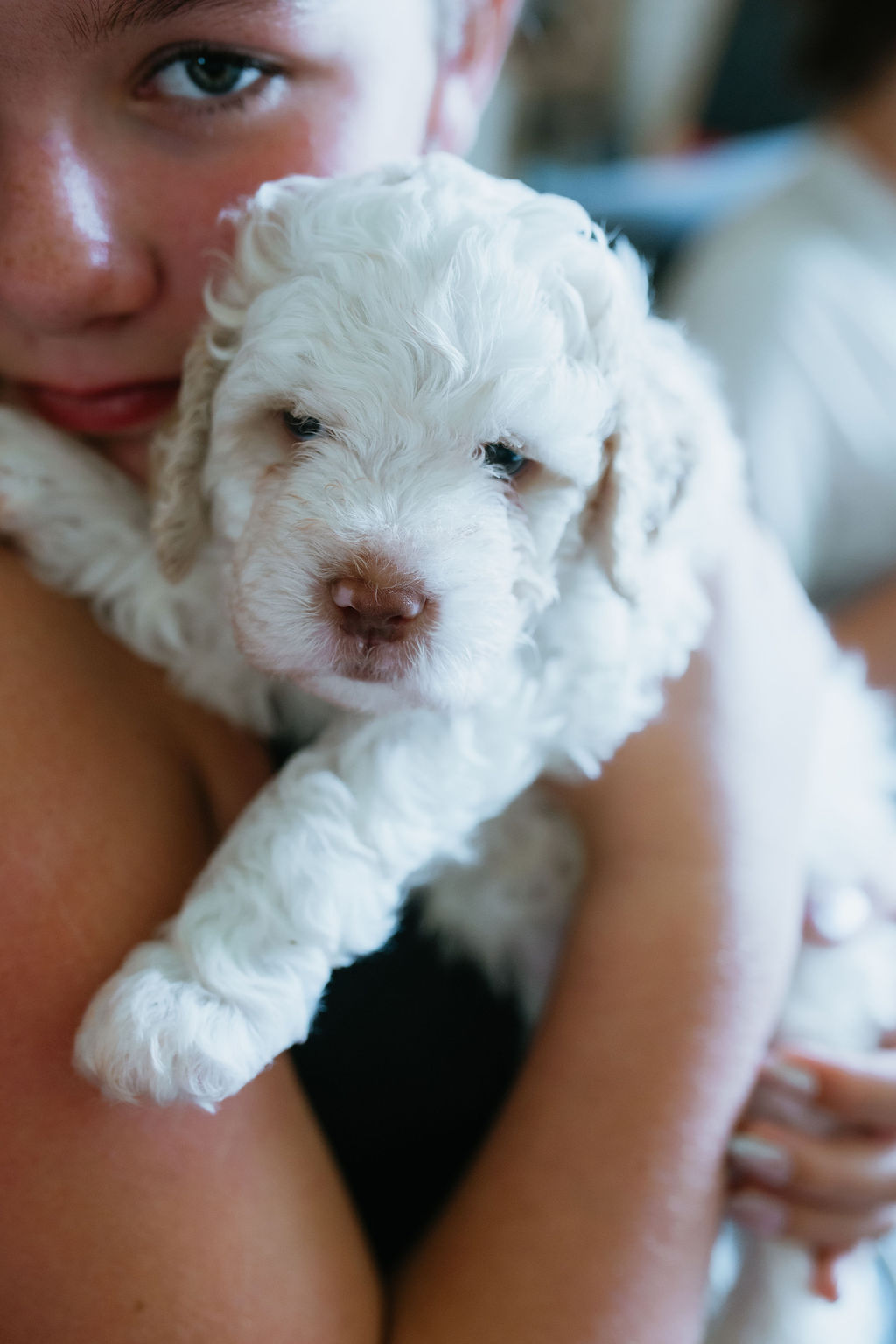 Cream-coloured Lagotto puppy resting
