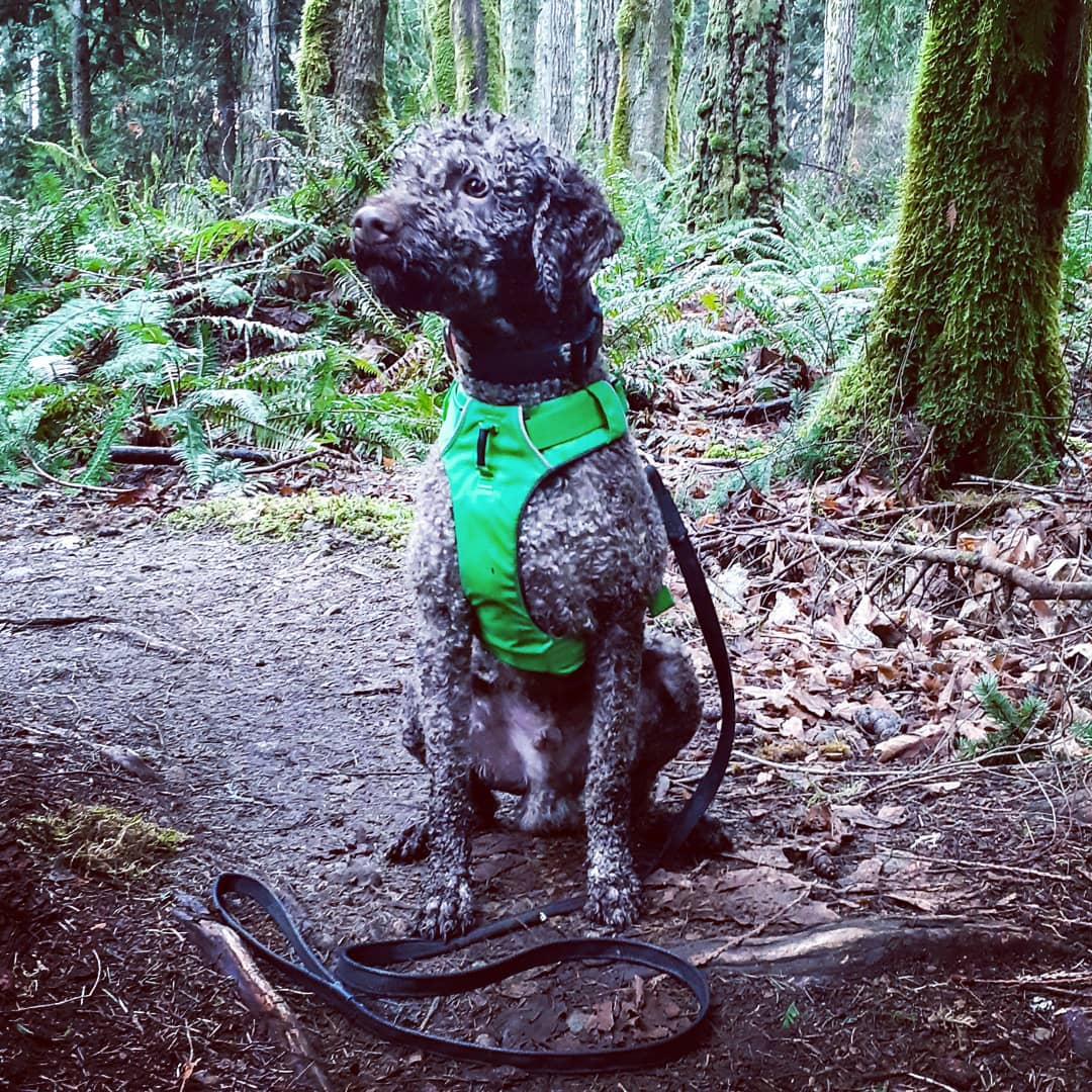 Walter, a Treasure Truffle Lagotto Romagnolo