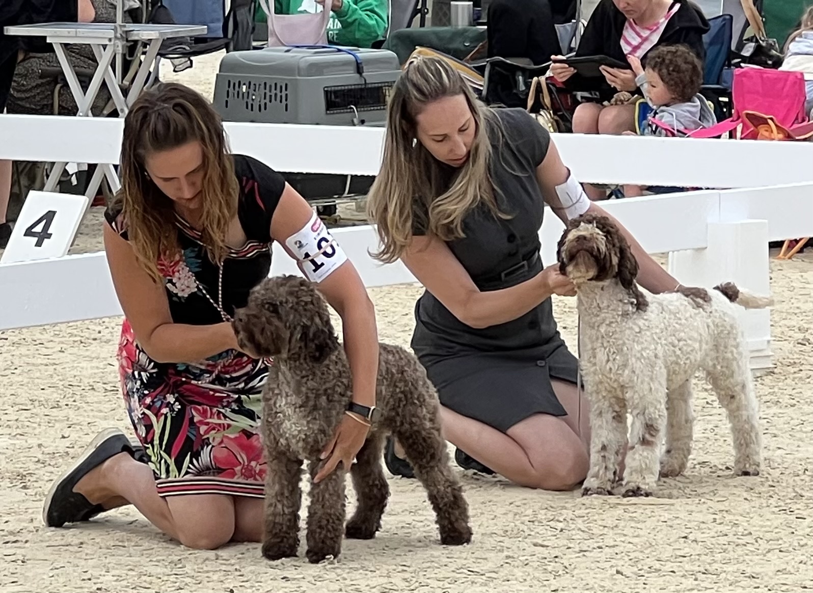 Jazz, a Treasure Truffle Lagotto Romagnolo